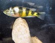 Zebra Cichlid Fish